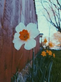 Close-up of fresh flower blooming outdoors
