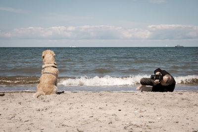 Dog on beach against sky