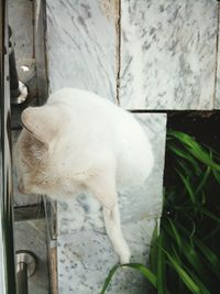 High angle view of cat sleeping