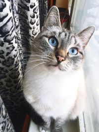 Close-up portrait of a cat