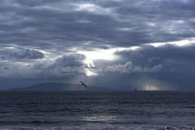 Seagull flying over sea against sky