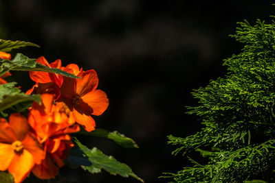 Close-up of flowers blooming outdoors