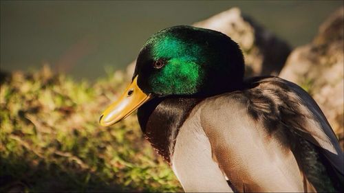 Close-up of bird against blurred background