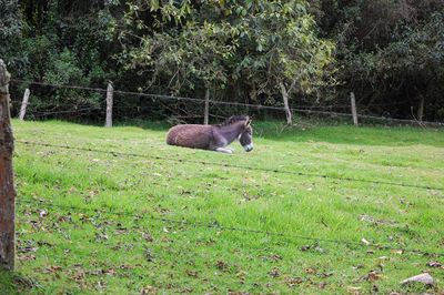 Horse grazing on field