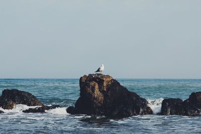 Seagull perching on rock by sea against clear sky