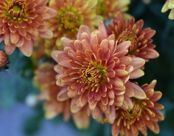Close-up of pink dahlia flowers