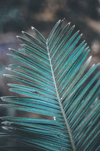 Close-up of feathers on plant