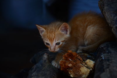 High angle view of ginger kitten on wood