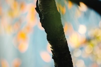 Close-up of plant against blurred background