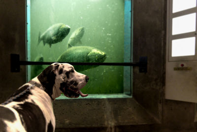 Ballard locks salmon ladders with great dane dog being watched by the fish.