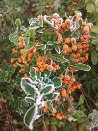 Close-up of orange berries on plant