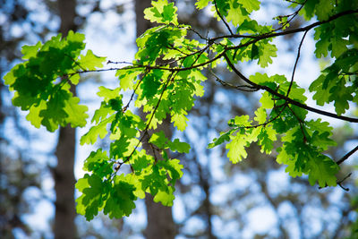 Low angle view of tree branch