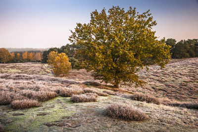 Trees on field against sky during autumn
