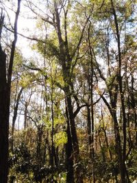 Low angle view of bamboo trees in forest