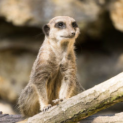 Close-up of meercat sitting outdoors