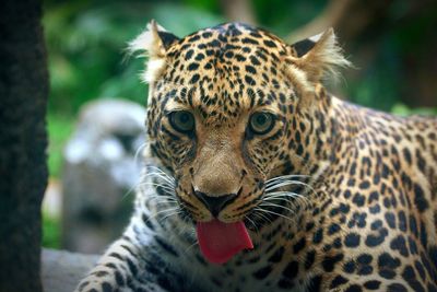 Close-up portrait of leopard