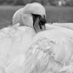 Close-up of a bird