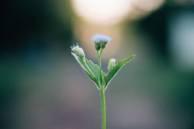 Close-up of flowering plant