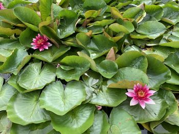 High angle view of flowering plant