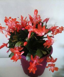 Close-up of red flowers