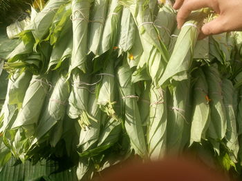 Cropped hand of person holding betel leaves at market