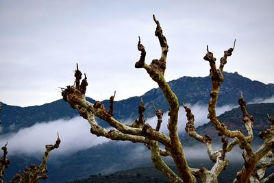 Bare trees on mountain against sky in foggy weather