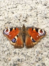 Close-up of butterfly