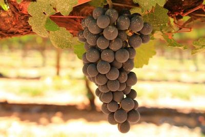 Close-up of grapes hanging from vine