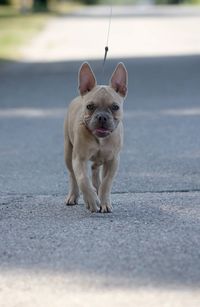 Portrait of dogs on road