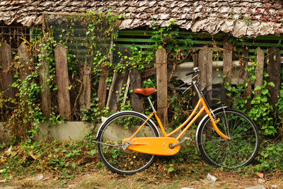 View on an orange bicycle near to wooden house and old broken wooden fence with curly plant. 
