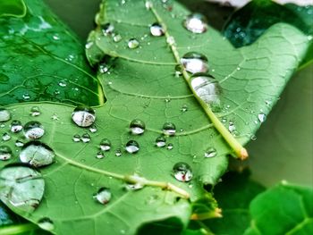 Close-up of water drops on leaf