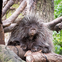 North american porcupine on branch at zoo