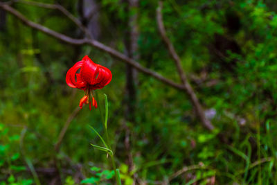 Close-up of red flower growing on land