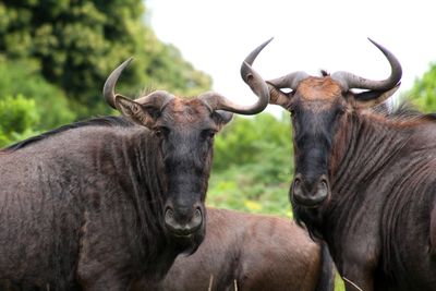 Two animals looking at camera