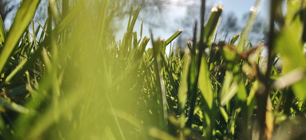 Close-up of crops growing on field