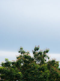 Low angle view of tree against sky