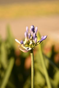 Close-up of insect on purple flower