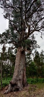 Tree trunk on field against trees in forest