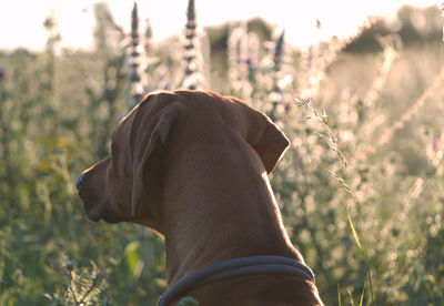 Close-up of a dog on field