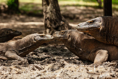 Several komodo dragons lying in the mud in komodo island