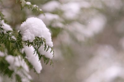 Close-up of snow on plant during winter