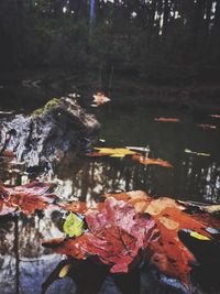 Close-up of autumn leaves in lake