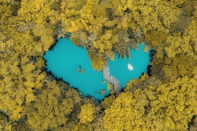 High angle view of yellow flowers growing by sea