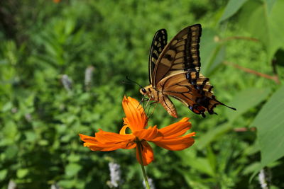 Close-up of butterfly pollinating on flower