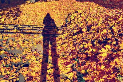 Shadow of tree on plant during autumn