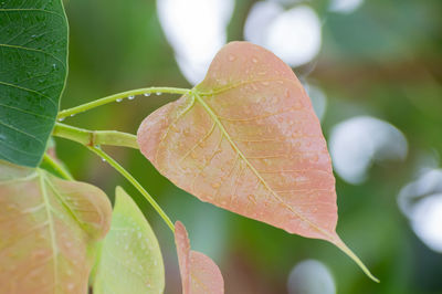 Close-up of raindrops on leaves