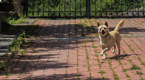 Portrait of dog on footpath