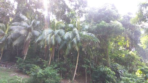 Panoramic view of trees in forest