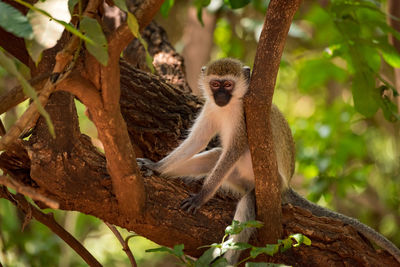 Low angle portrait of monkey sitting on tree