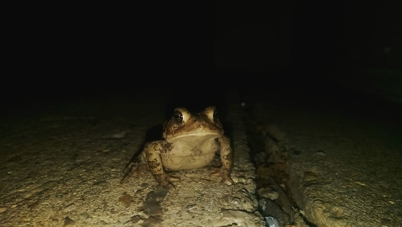 one animal, animal themes, rock - object, wildlife, water, animals in the wild, night, nature, rock, outdoors, no people, copy space, textured, high angle view, sitting, full length, rock formation, relaxation, sea